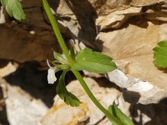 Sideritis romana