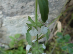 Sideritis romana