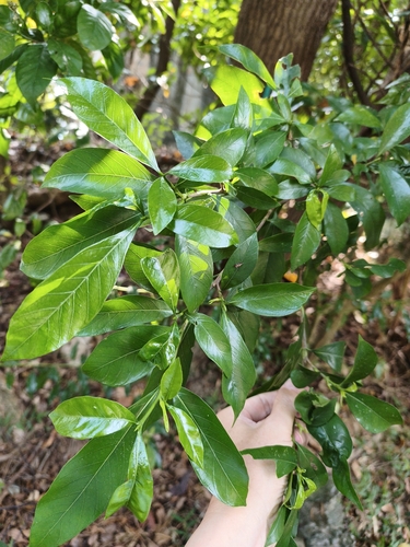 Gardenia jasminoides observed 2026-10-01