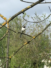 Motacilla alba