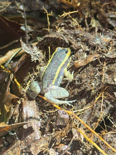 Lithodytes lineatus, 2026-09-23