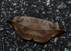 Hypopyra pudens