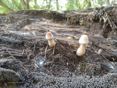 Basidiomycota