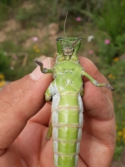 Pamphagus cristatus