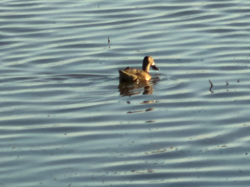 Northern Shoveler