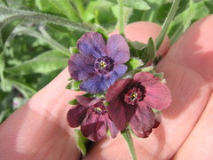 Cynoglossum officinale