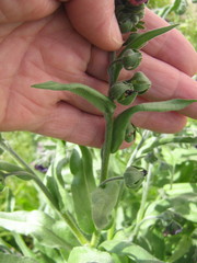 Cynoglossum officinale