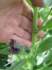 Cynoglossum officinale