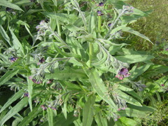 Cynoglossum officinale