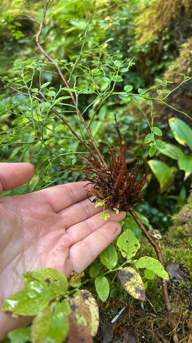 Exobasidium parvifolii observed 2026-09-30