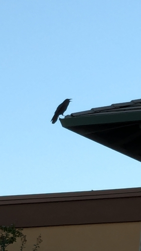 Common Raven