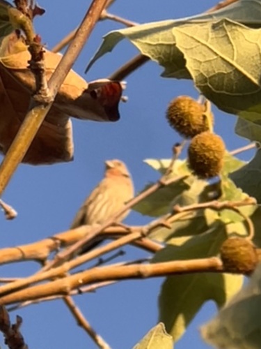 House Finch