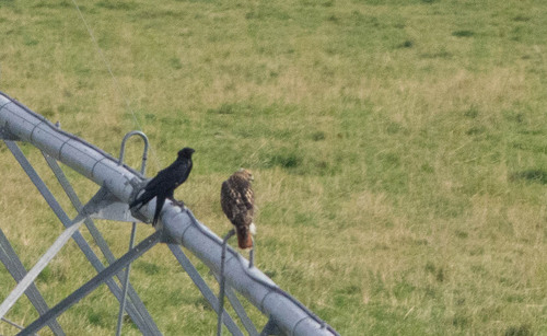 Common Raven