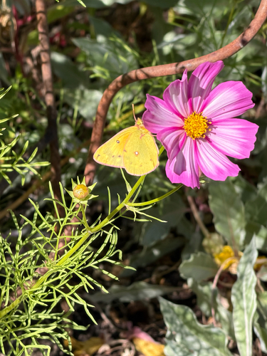 Orange Sulphur