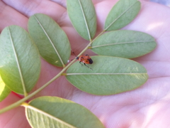 Deraeocoris punctum