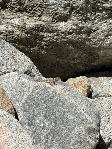 Common Side-blotched Lizard