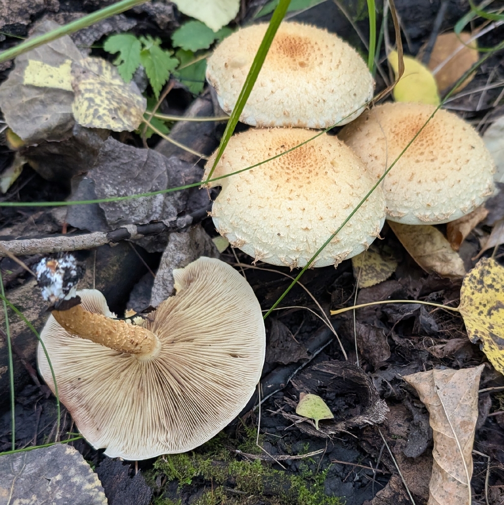 shaggy scalycap · September 2026 · photo: Photo: (c) Jon, some rights reserved (CC BY) · iNaturalist