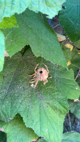 Gem-shaped Orbweaver