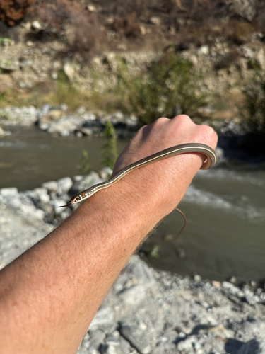 Striped Racer