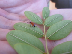 Deraeocoris punctum