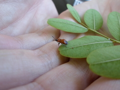 Deraeocoris punctum