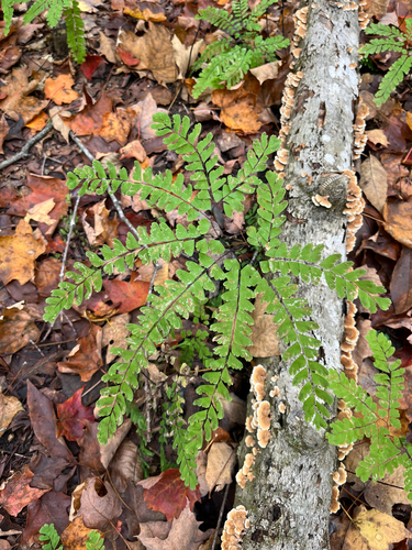 northern maidenhair fern