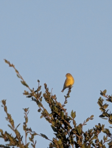 Lesser Goldfinch