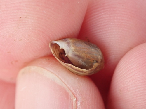 Melampus bidentatus observed 2026-09-30