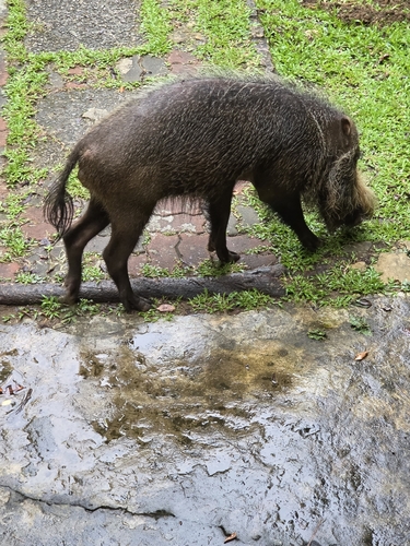 Bornean Bearded Pig
