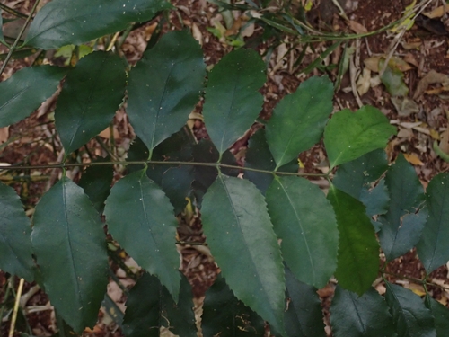 Daphnandra observed 2026-09-27