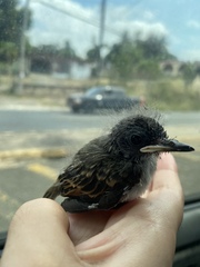 Tyrannus dominicensis