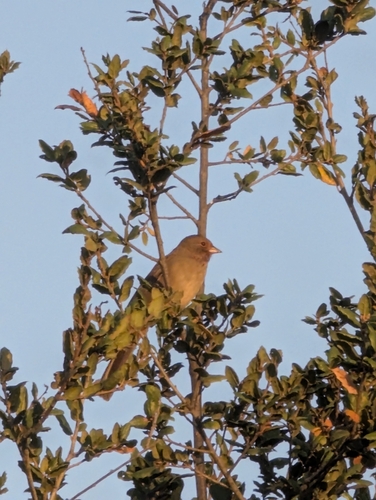 California Towhee
