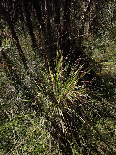 Paspalum scrobiculatum observed 2026-09-24