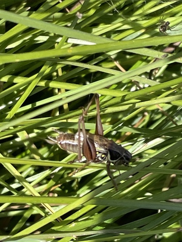 Roesel's Bush-cricket