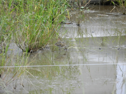 iNaturalist image