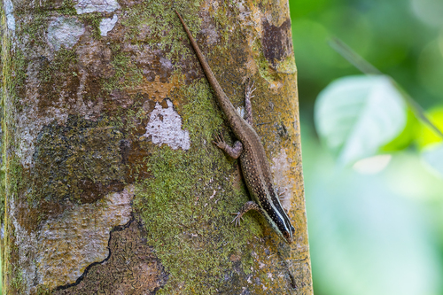 Borneo Skink