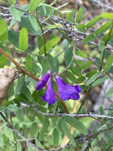 Vicia americana observed 2026-09-30