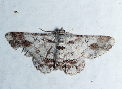 Cleora determinata