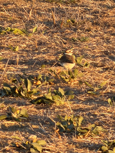 Killdeer