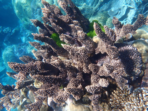 Acropora florida observed 2026-09-21