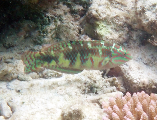 Halichoeres margaritaceus observed 2026-09-30