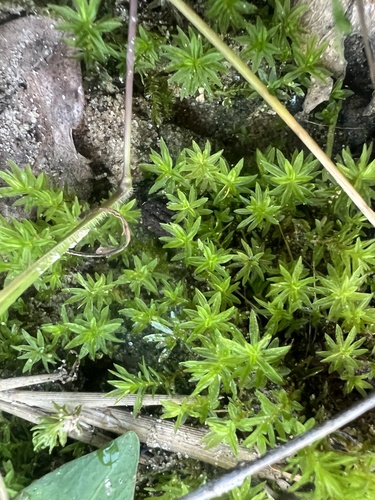 Atrichum angustatum observed 2026-09-30