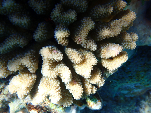 Pocillopora meandrina observed 2026-09-21
