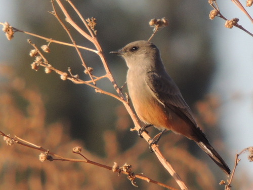 Say's Phoebe