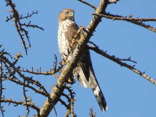 Cooper's Hawk