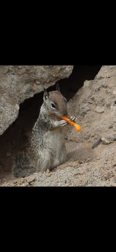 California Ground Squirrel