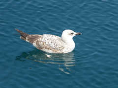 Larus