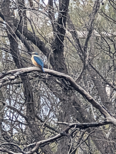 Sacred Kingfisher