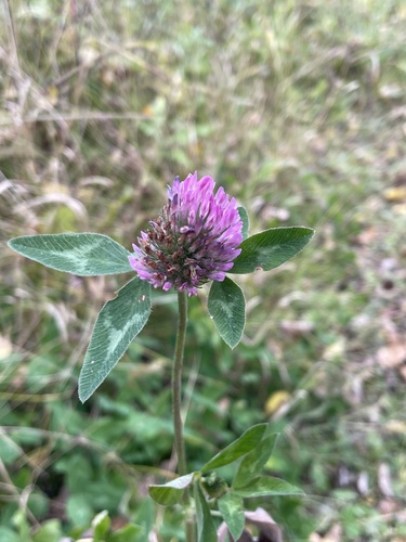 Red Clover