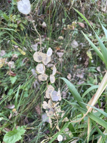 field penny-cress